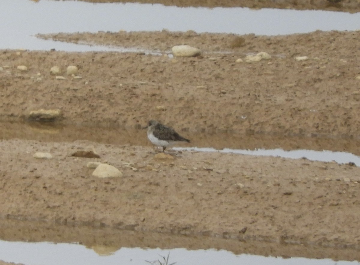 Temminck's Stint - ML596687721