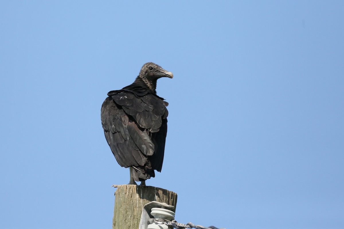 Black Vulture - ML596688011