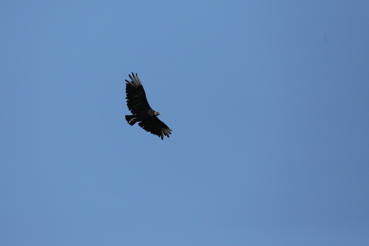 Black Vulture - ML596688041