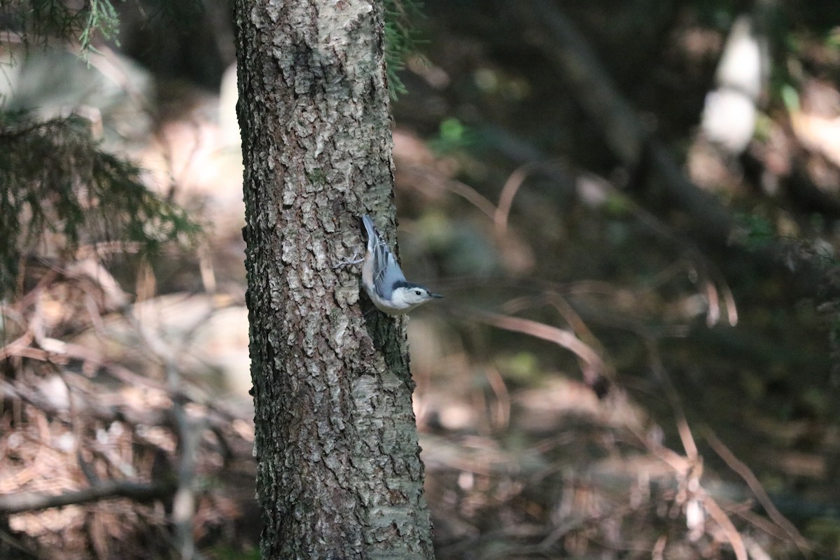White-breasted Nuthatch - ML596688561