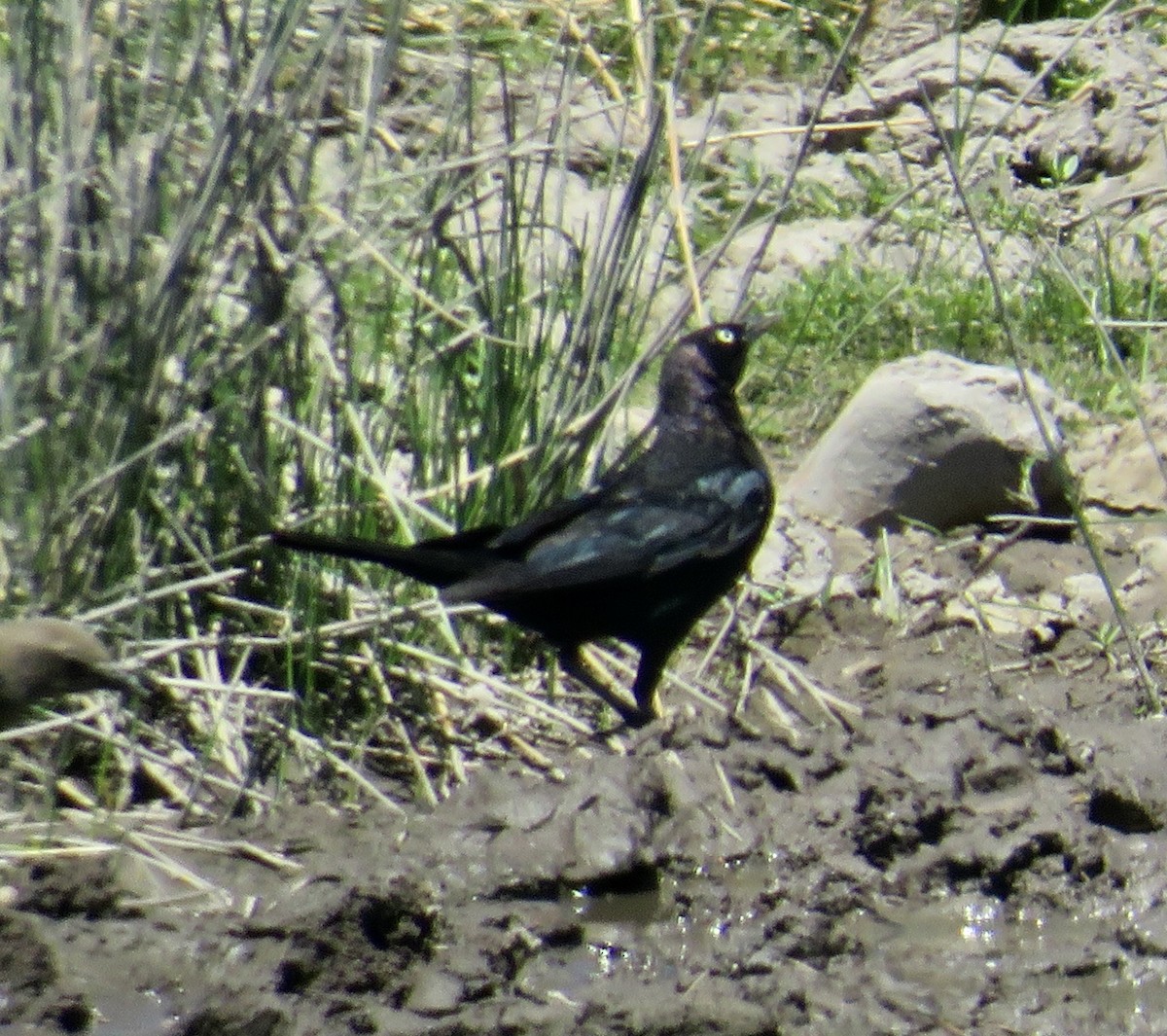 Brewer's Blackbird - ML596688601