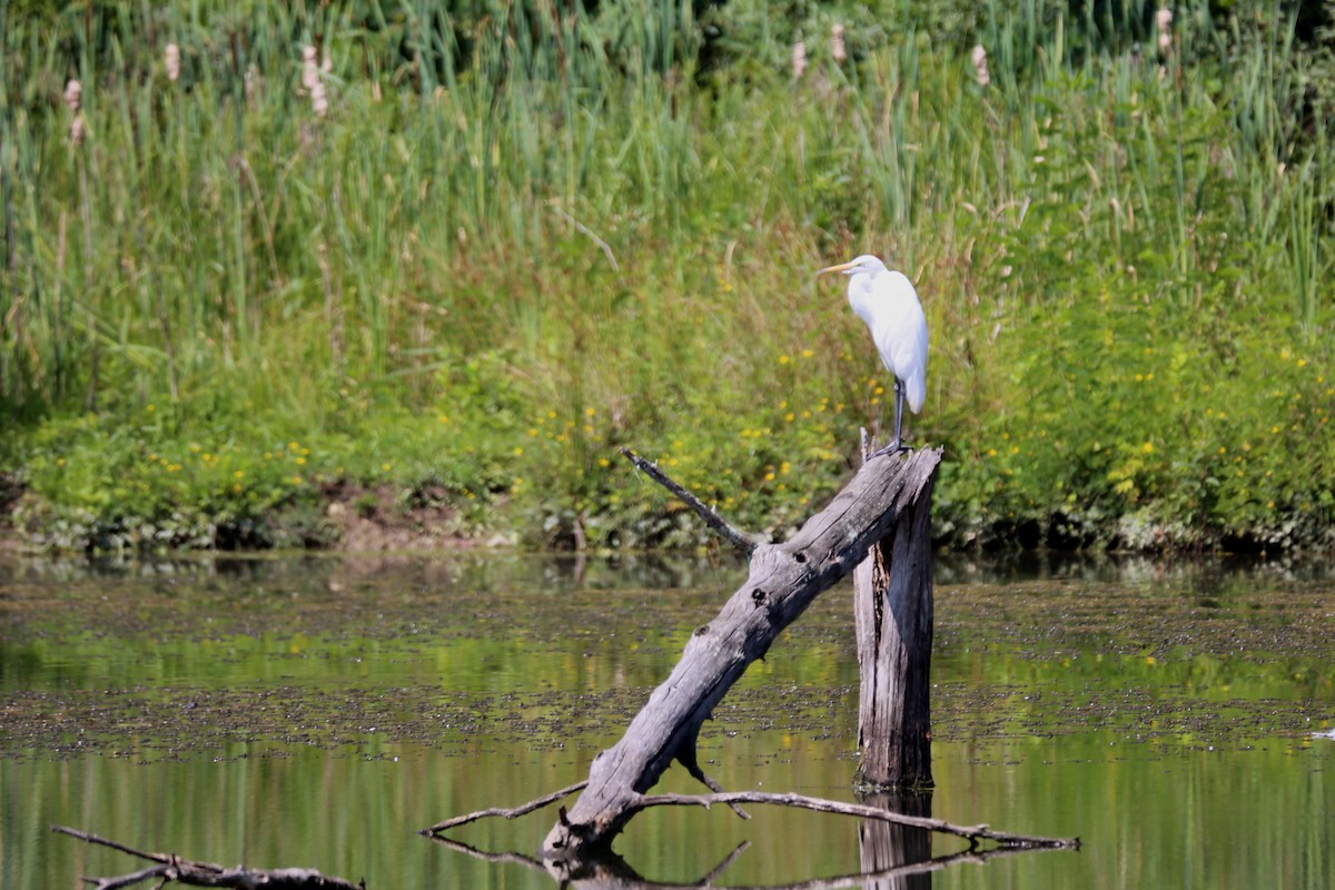 Great Egret - ML596688711