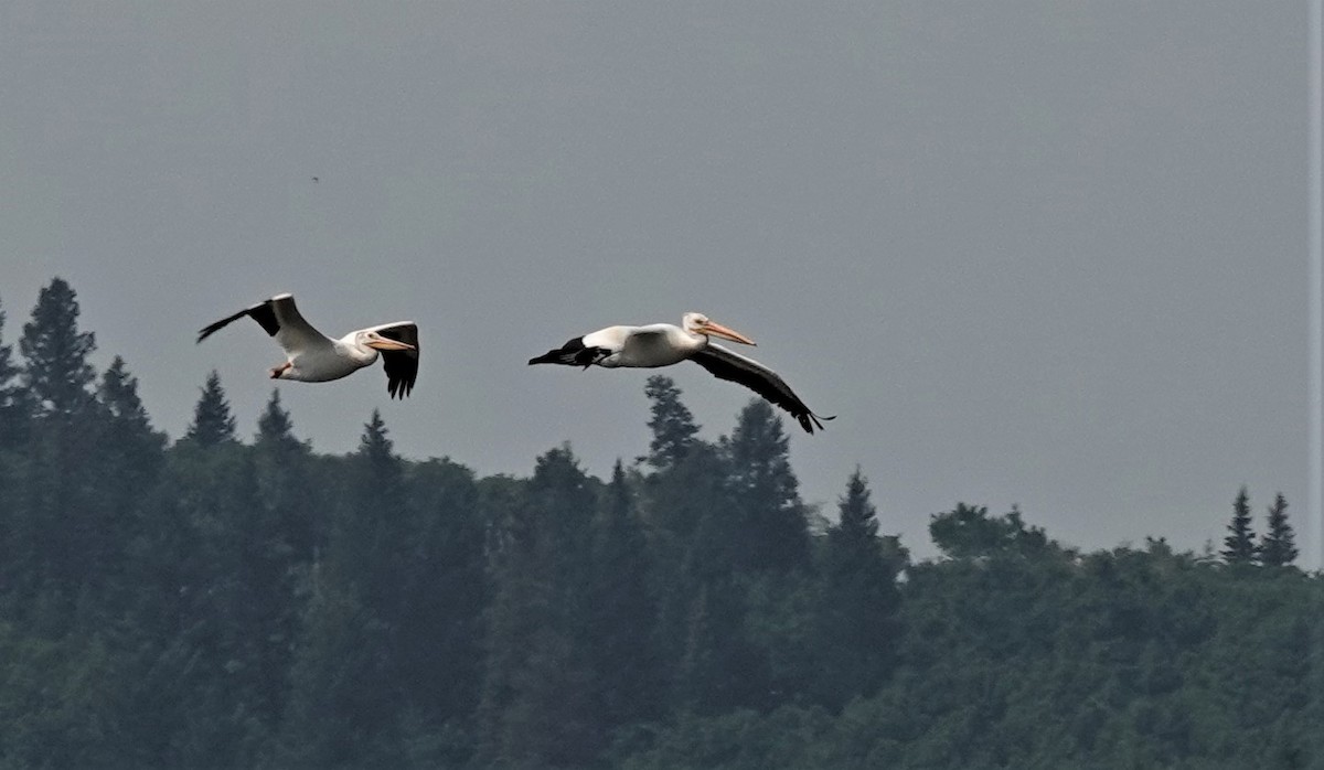 pelikán severoamerický - ML596689011
