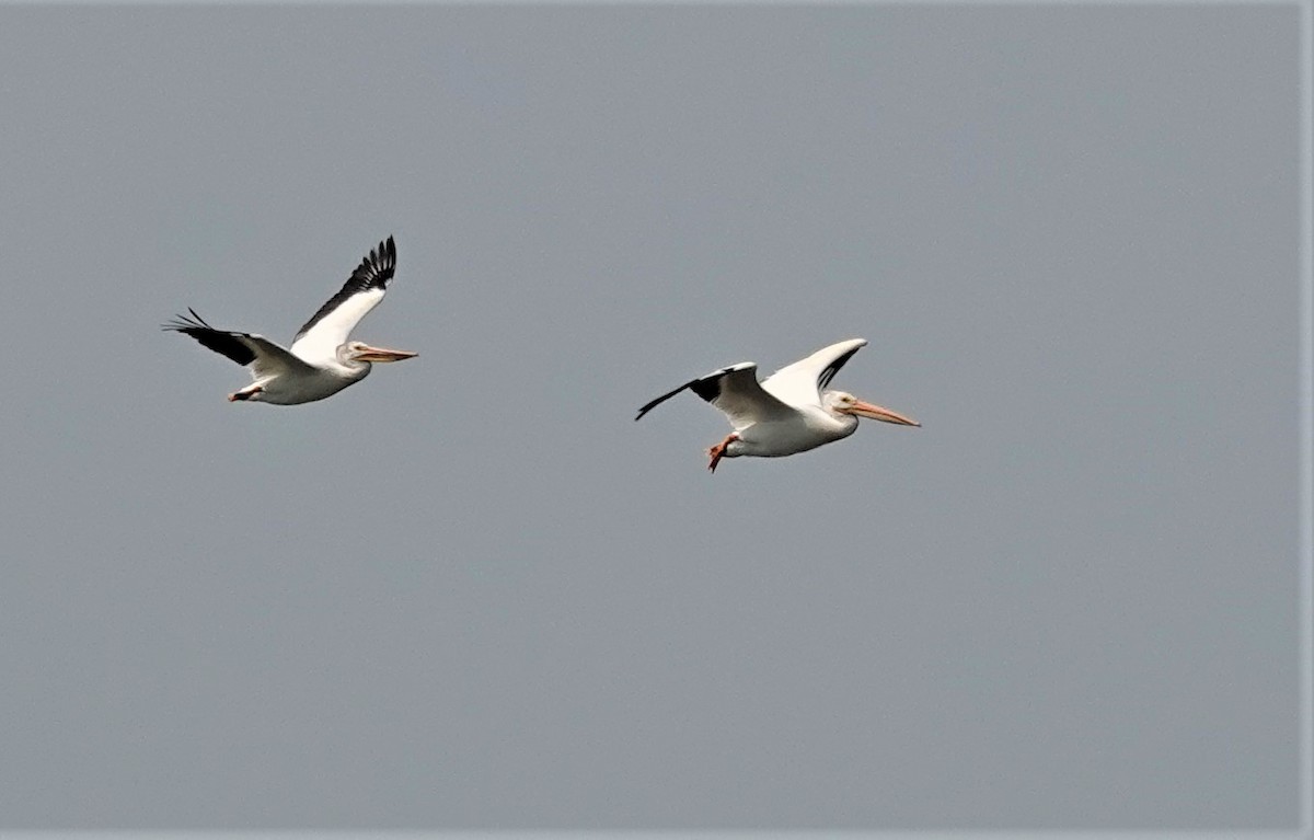 pelikán severoamerický - ML596689071
