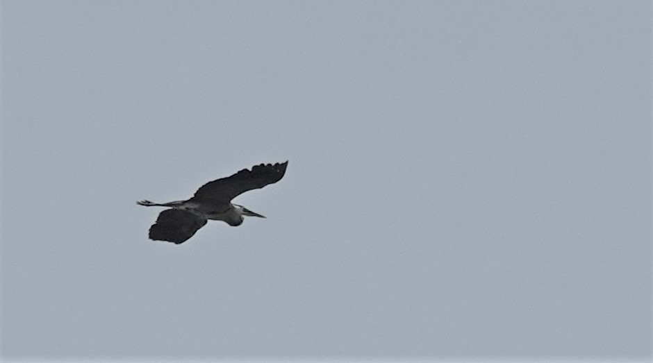 Great Blue Heron - Diane Stinson