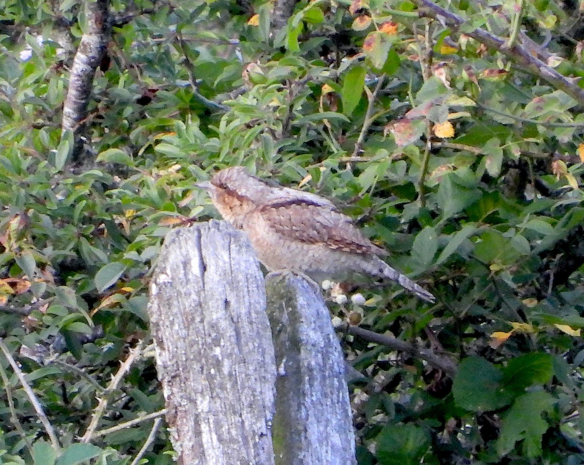 Eurasian Wryneck - Antonio Varona Peña