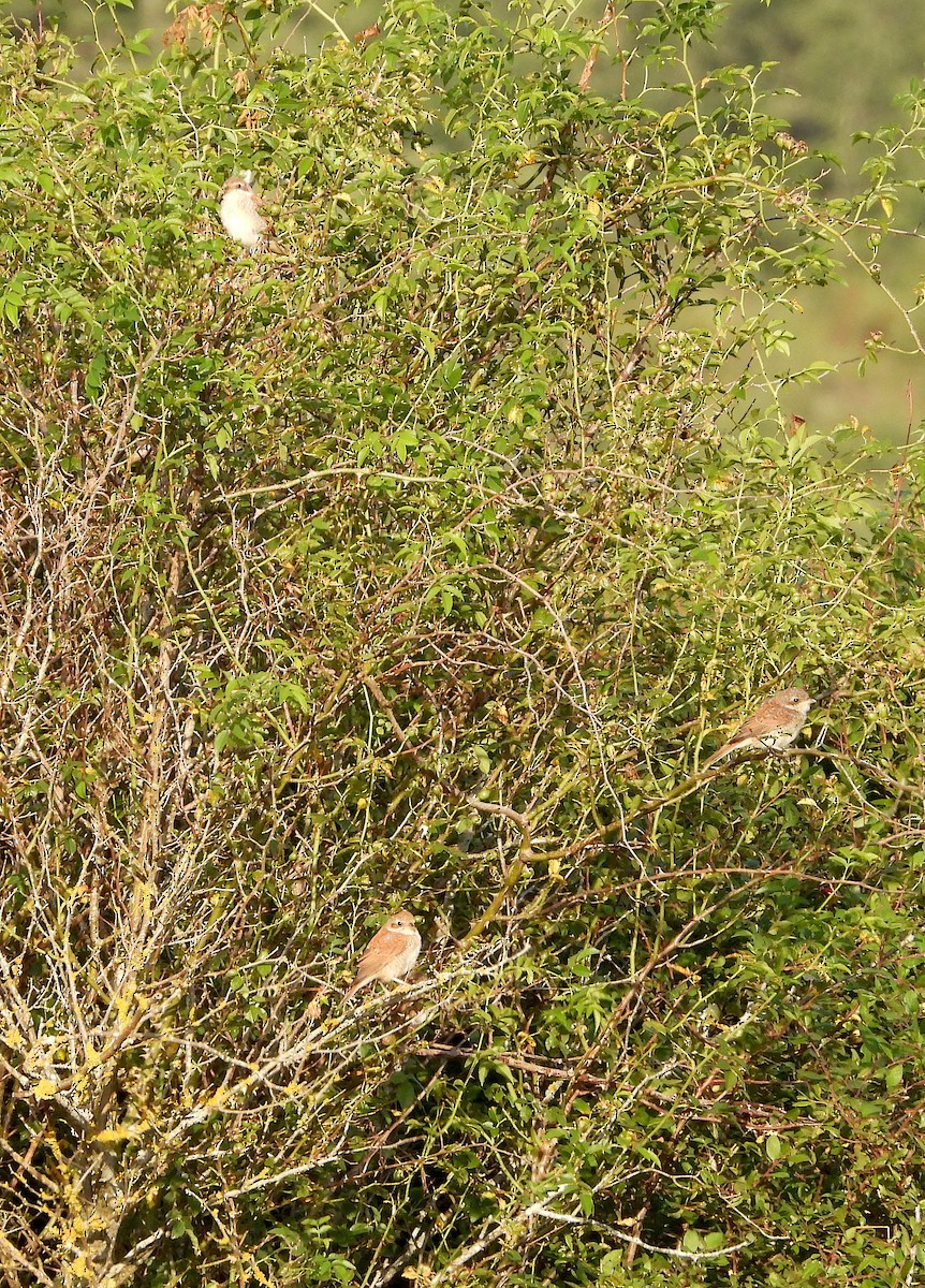 Red-backed Shrike - ML596689251