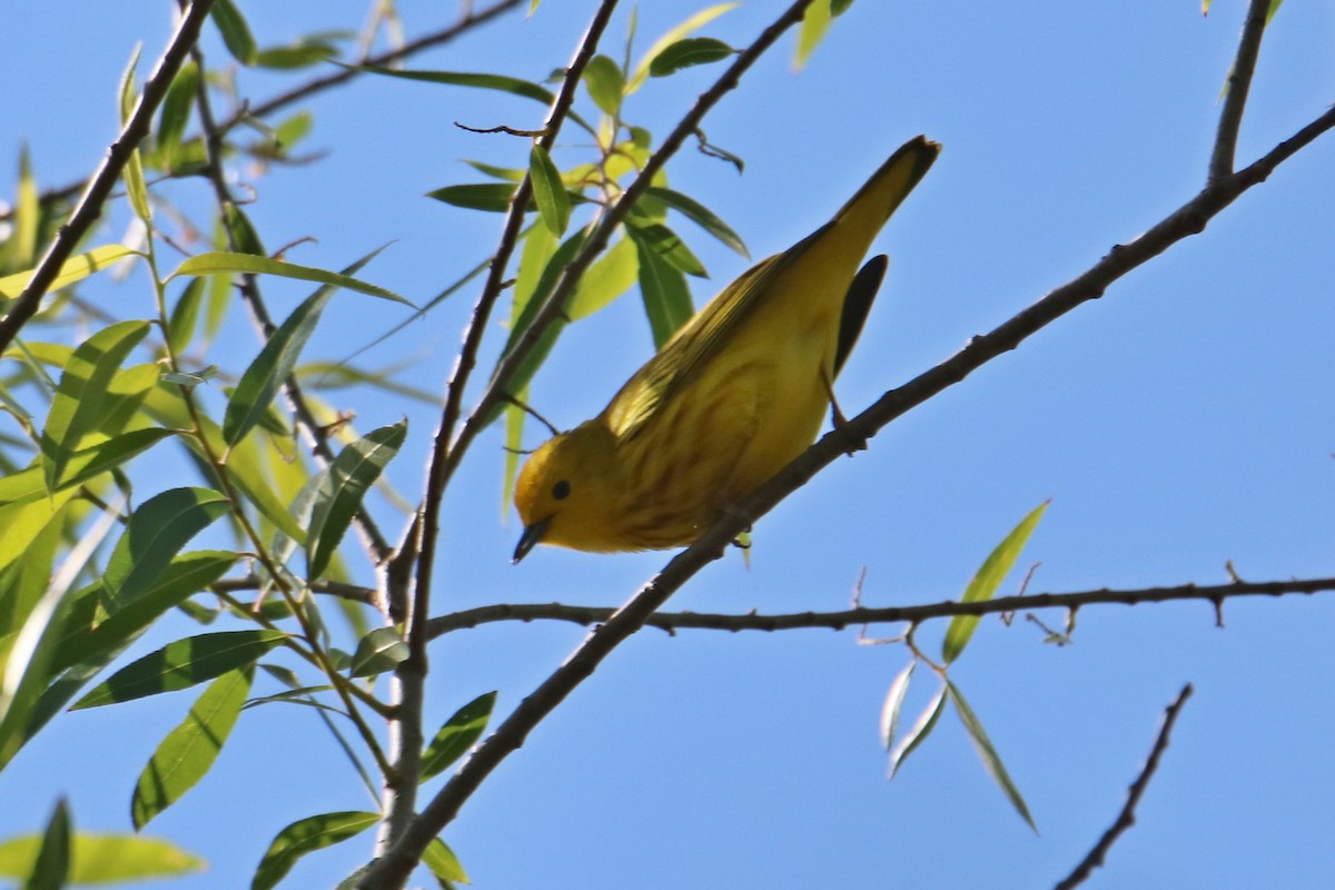 Yellow Warbler - Johannes Hogrefe