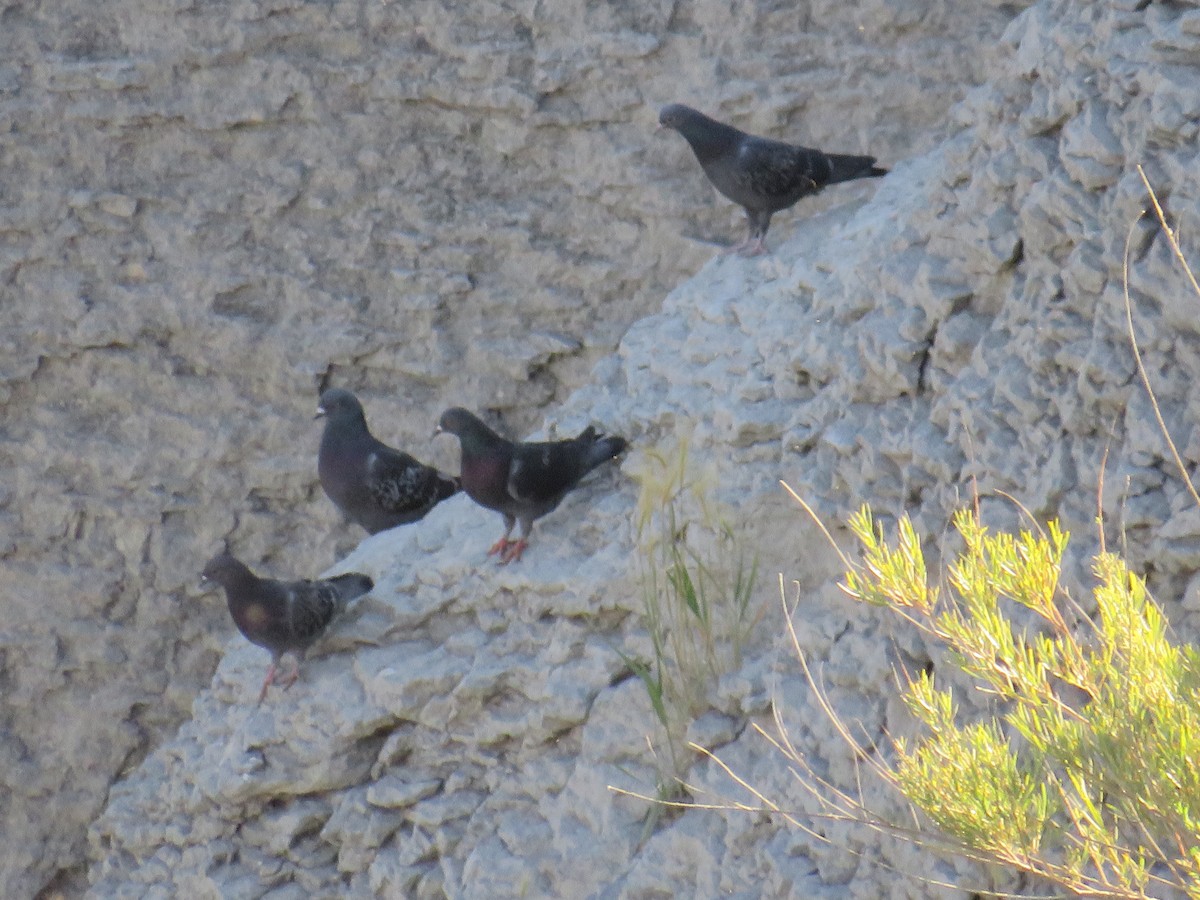 Rock Pigeon (Feral Pigeon) - ML596690251