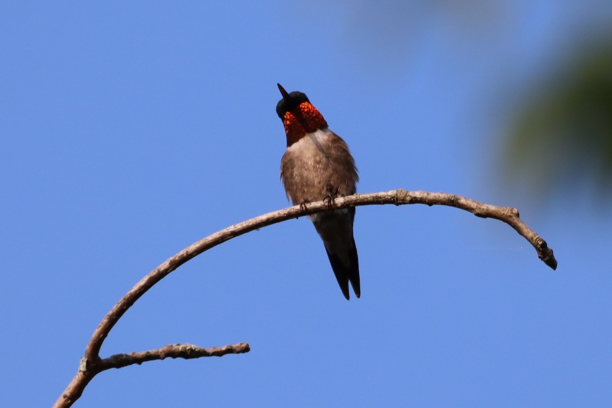 Ruby-throated Hummingbird - Jo VerMulm