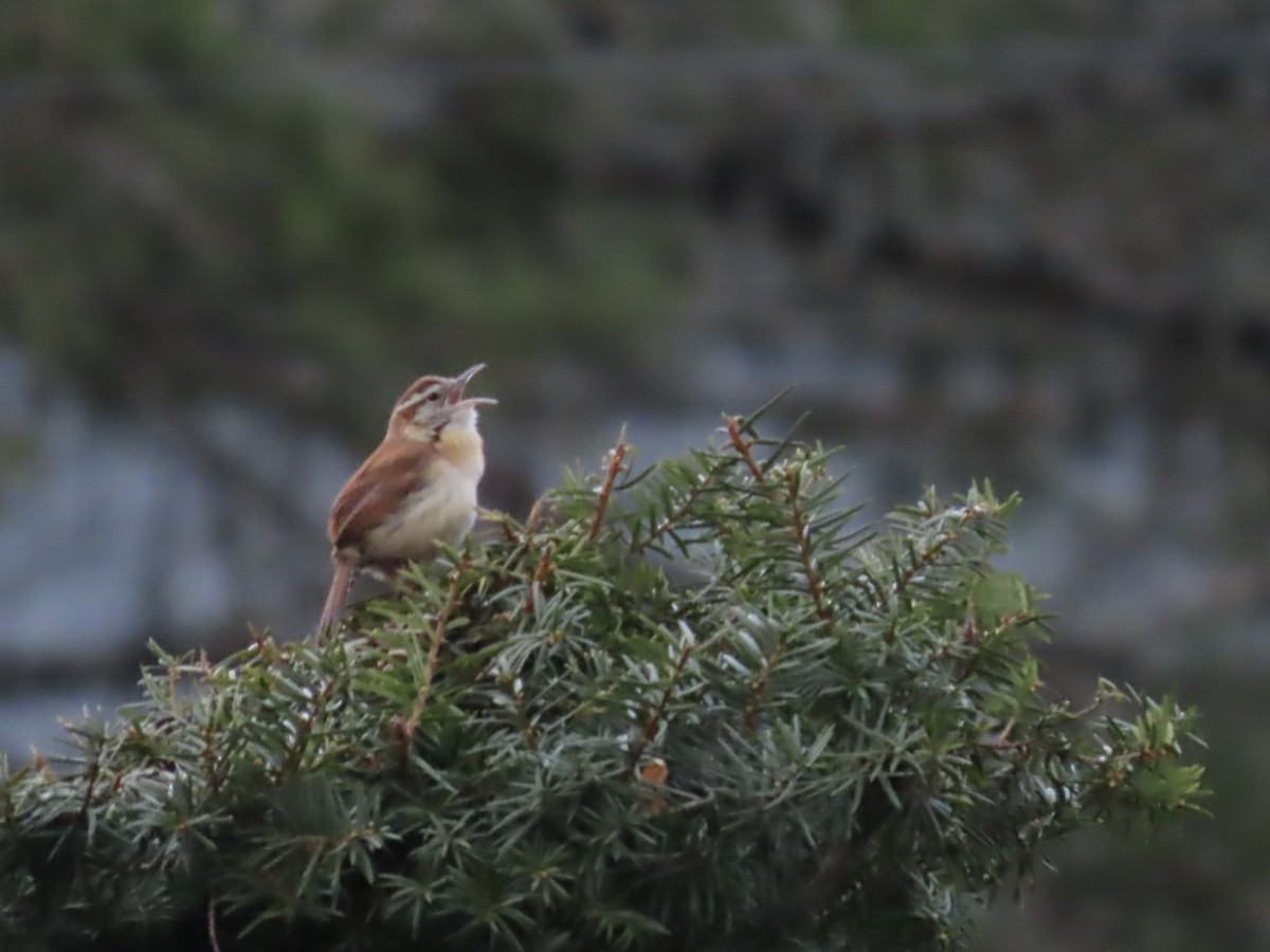 Carolina Wren - Susan Cole