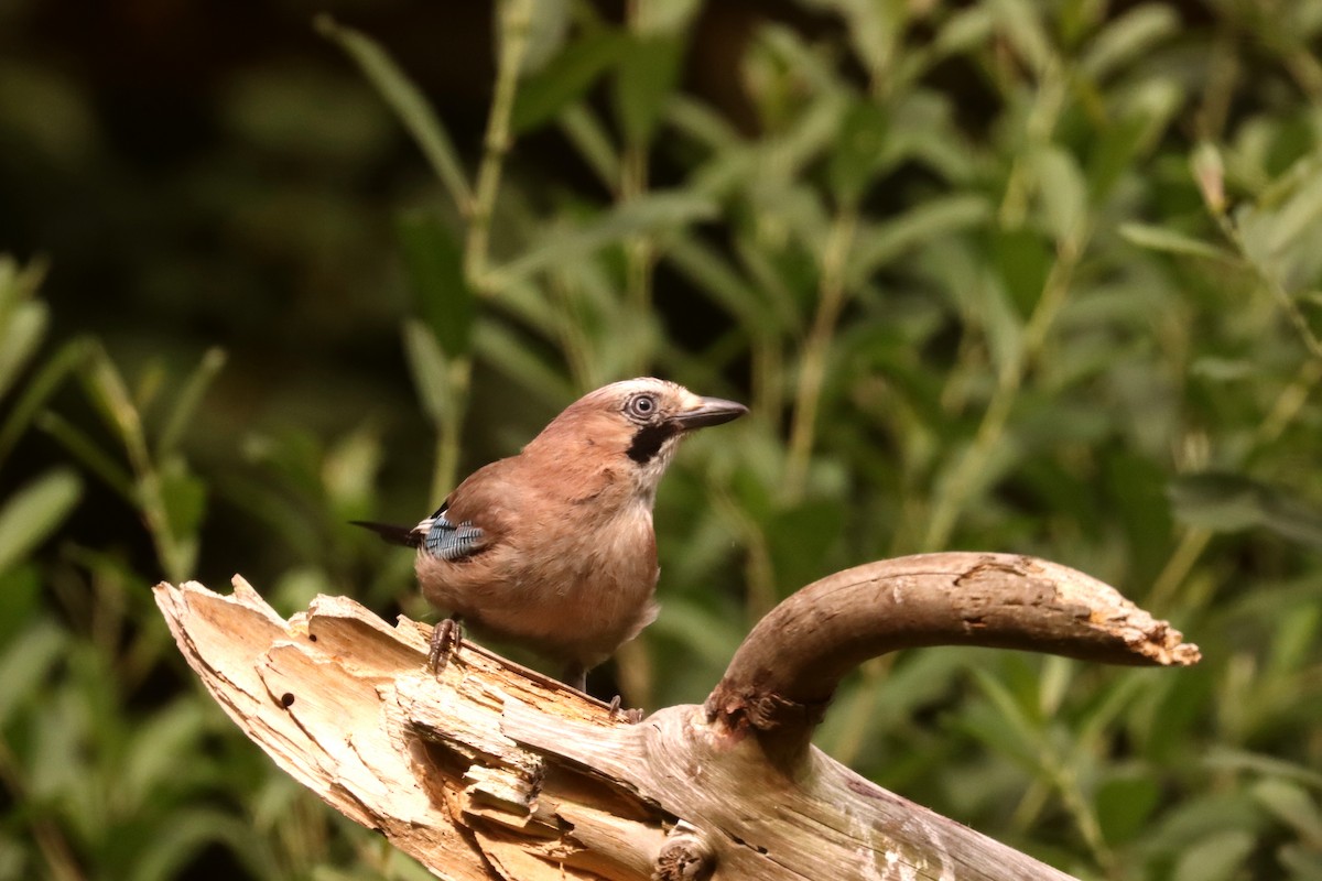 Eurasian Jay - ML596690961