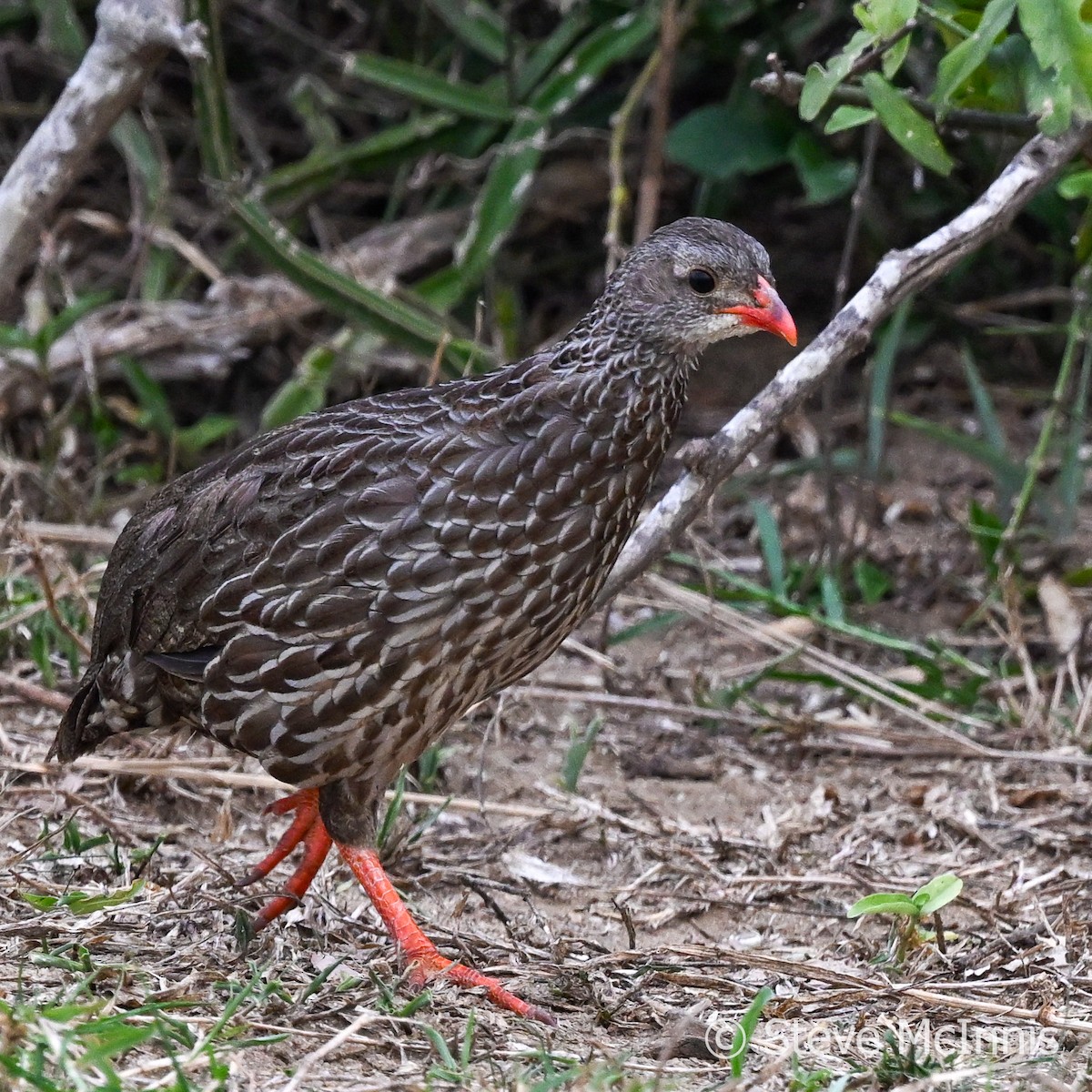 Scaly Spurfowl - ML596691091