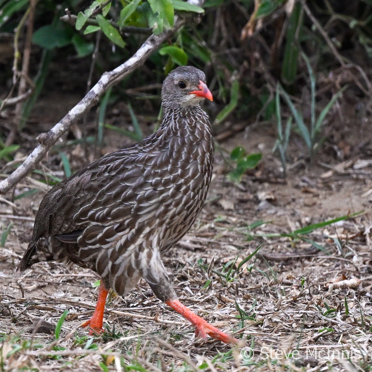 Scaly Spurfowl - ML596691101