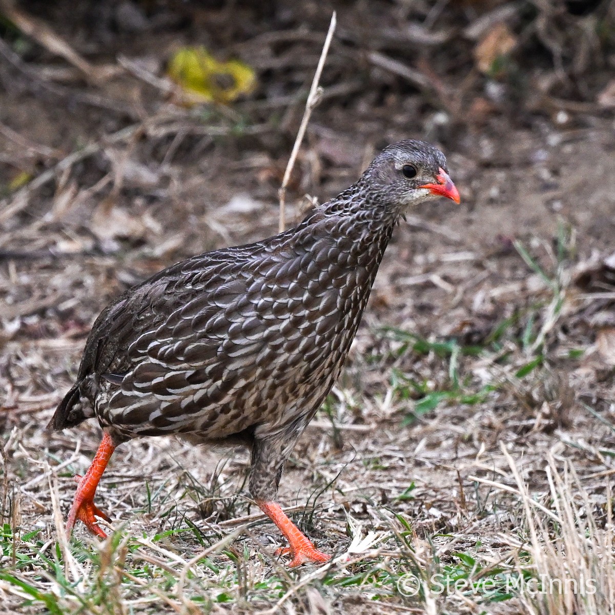 Scaly Spurfowl - ML596691121