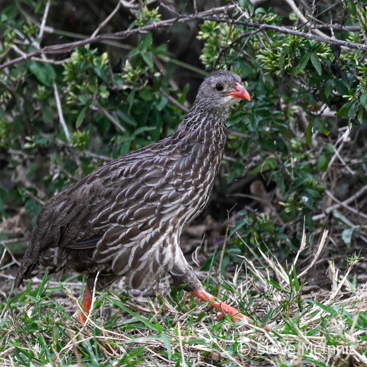 Scaly Spurfowl - ML596691151