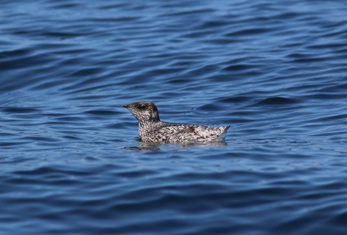 Kittlitz's Murrelet - ML596691931