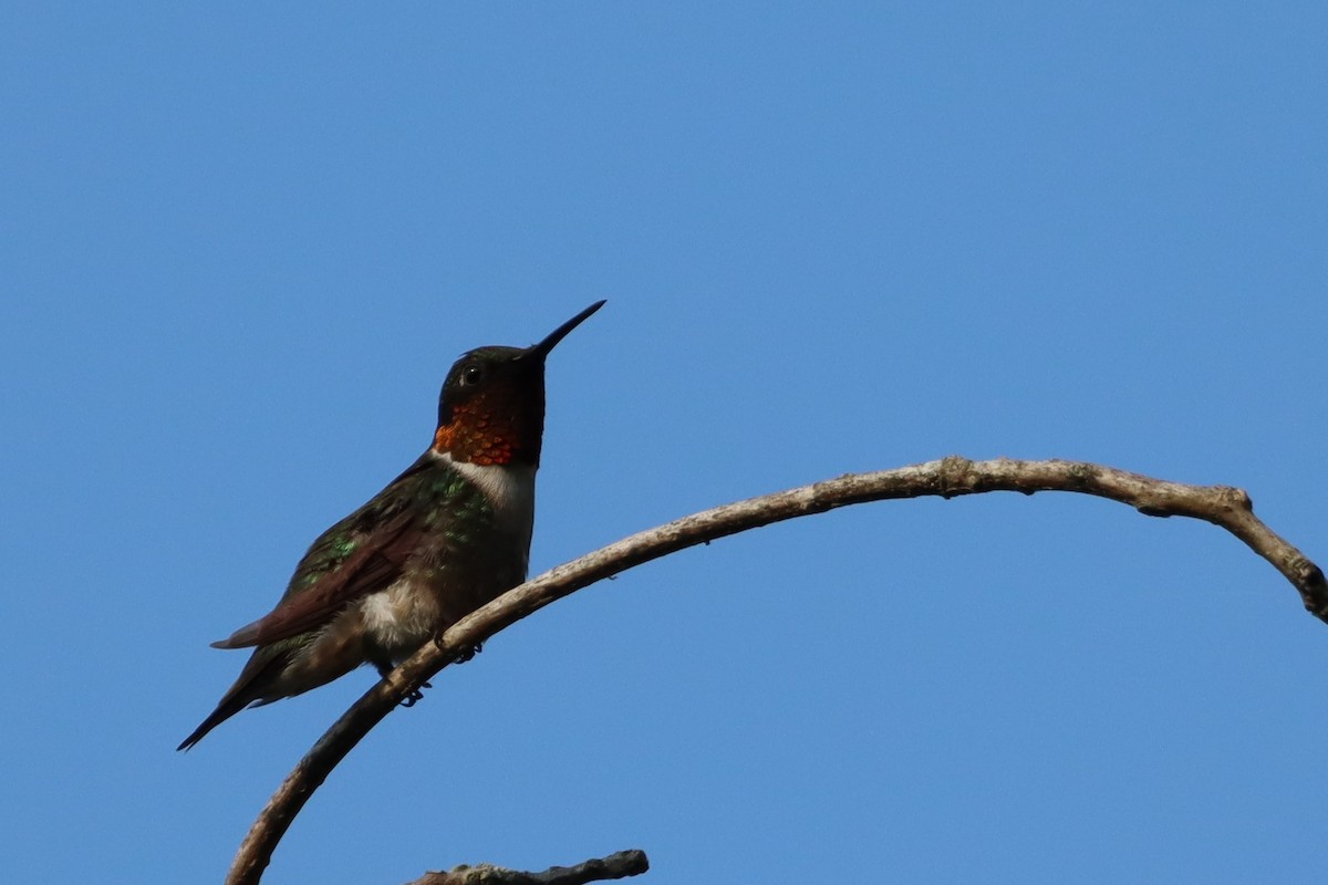 Ruby-throated Hummingbird - ML596692601