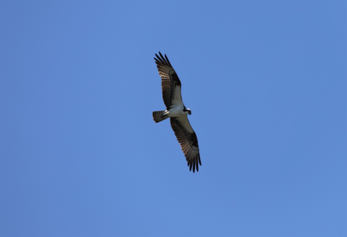 Águila Pescadora - ML596694241