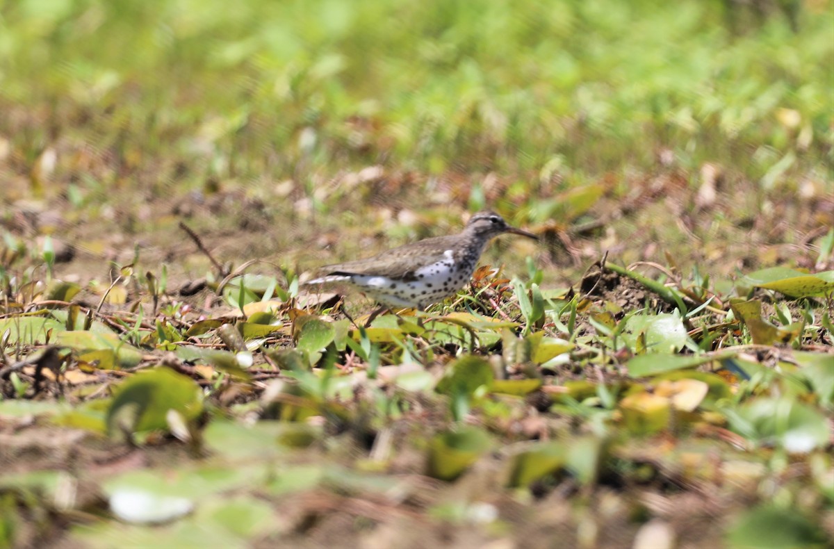 Spotted Sandpiper - ML596694271