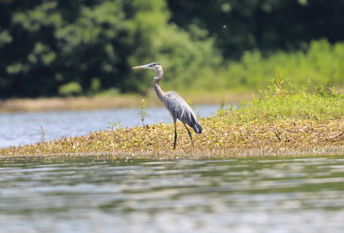 Great Blue Heron (Great Blue) - ML596694411