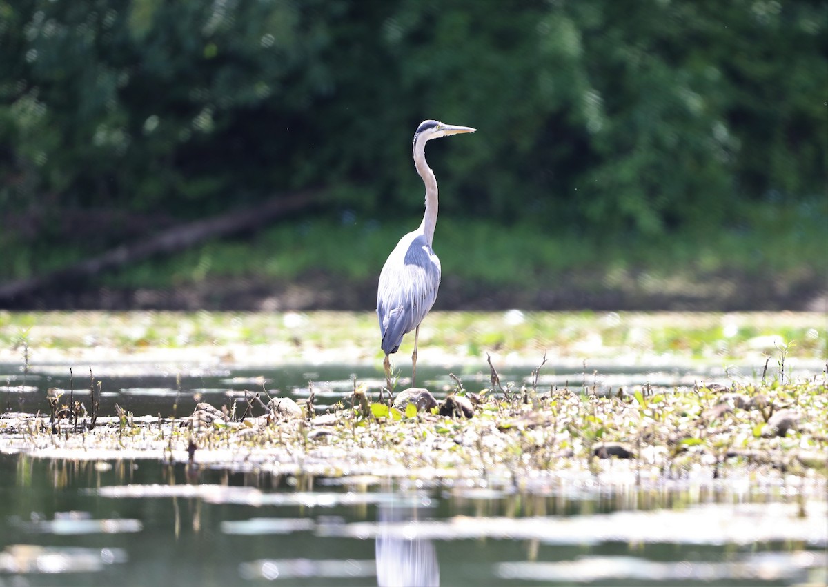 Great Blue Heron (Great Blue) - ML596694421