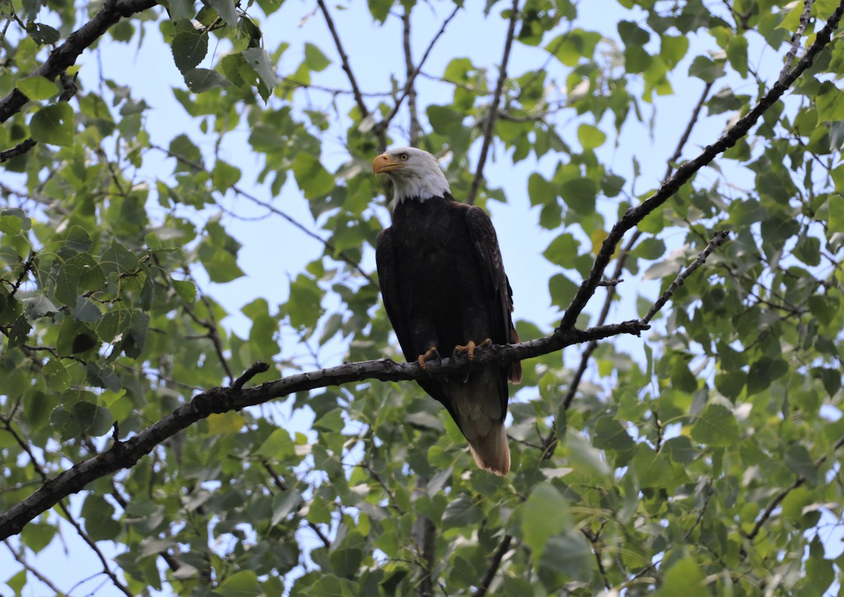 Bald Eagle - ML596694491