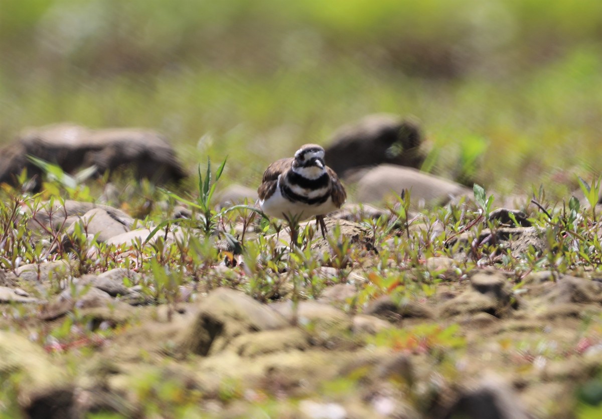 Killdeer - ML596694541