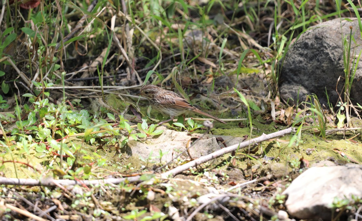 Song Sparrow - ML596694611