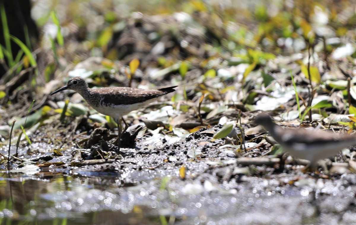 Solitary Sandpiper - ML596694751