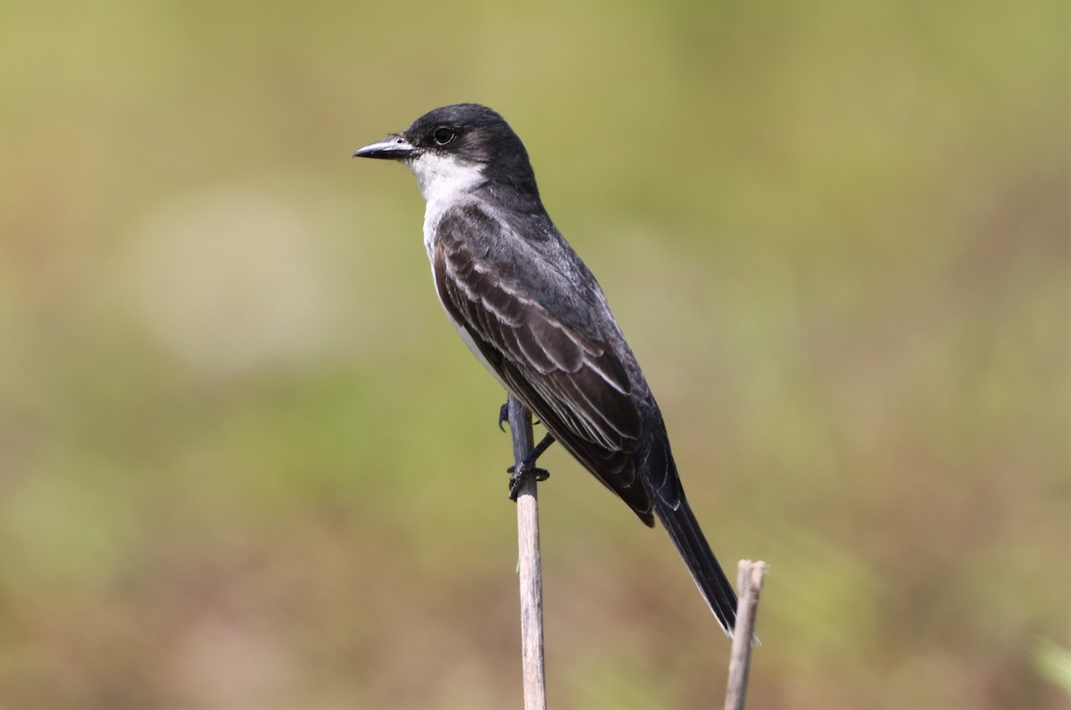 Eastern Kingbird - ML596694871