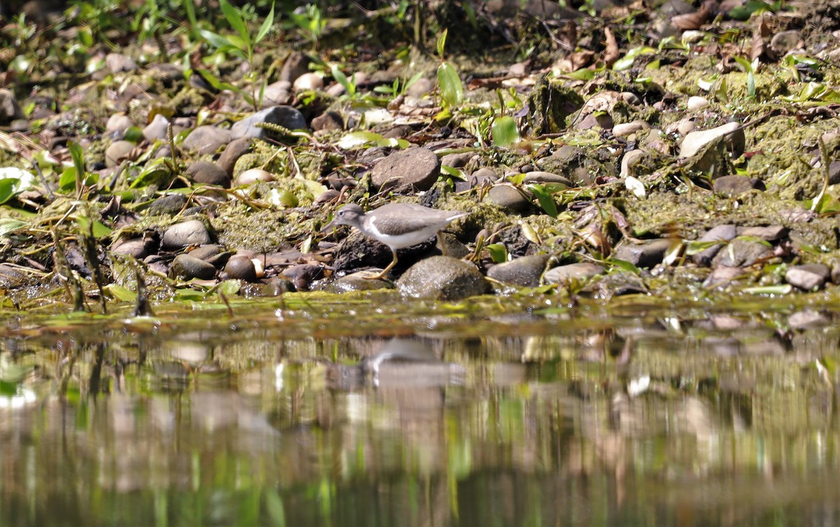 Spotted Sandpiper - ML596695001