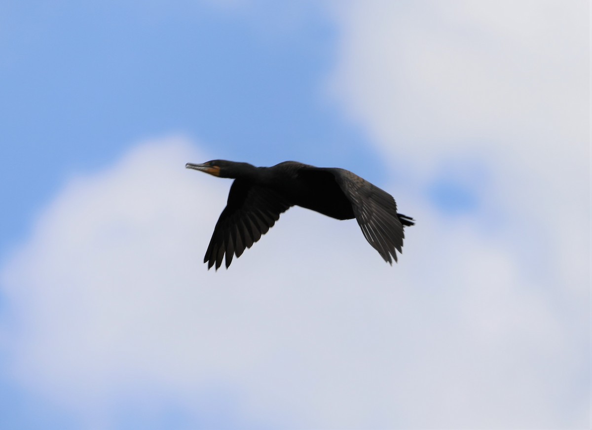 Double-crested Cormorant - ML596695071