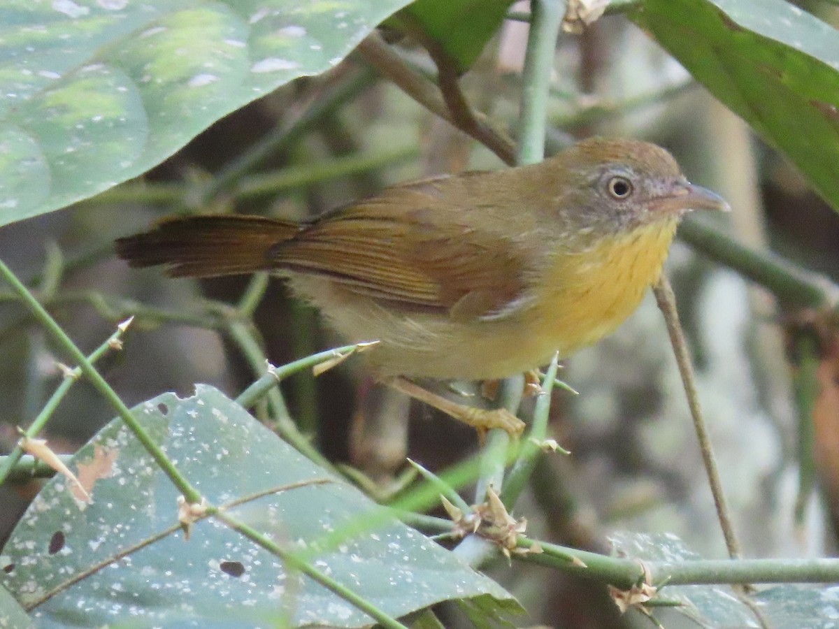 Gray-cheeked Tit-Babbler - ML596695081