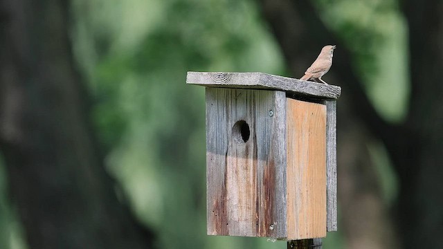 House Wren - ML596695871