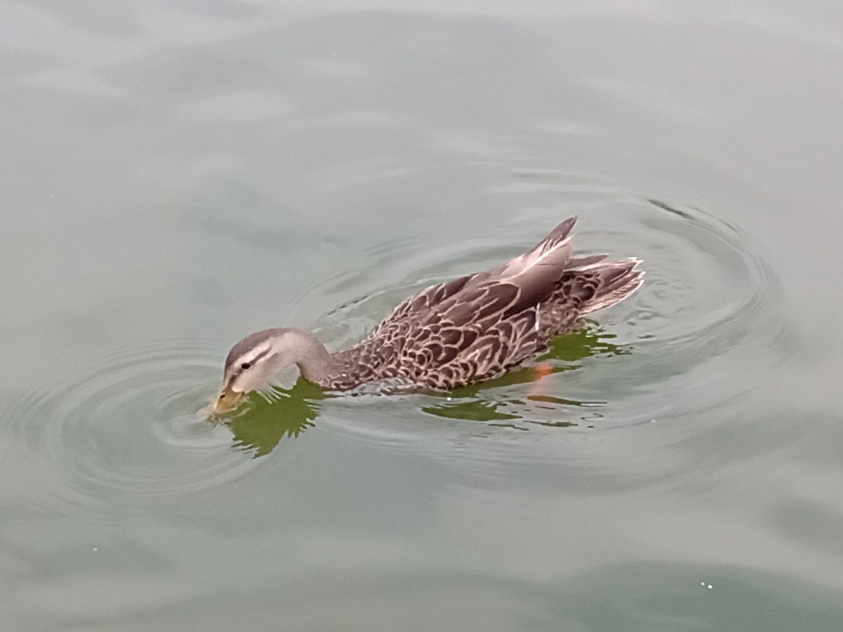 Mexican Duck - ML596696171