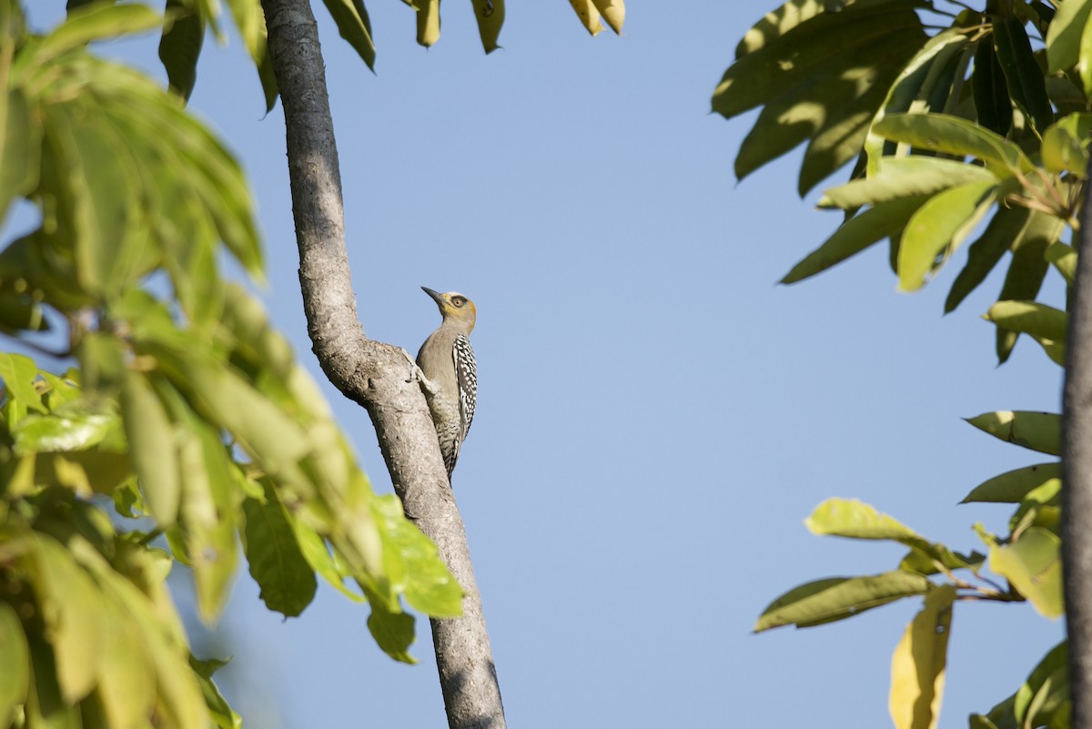 Golden-cheeked Woodpecker - ML596696501