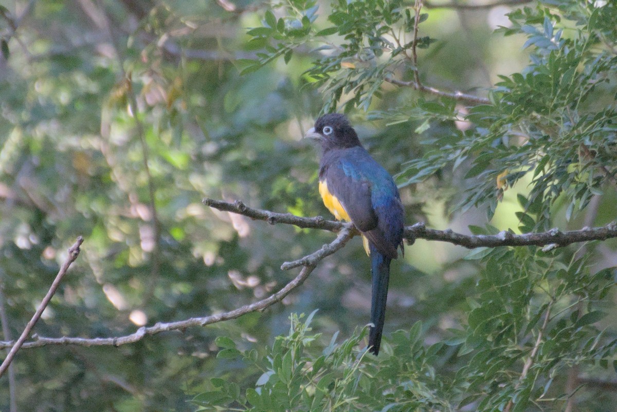 Trogon à tête noire - ML596697671