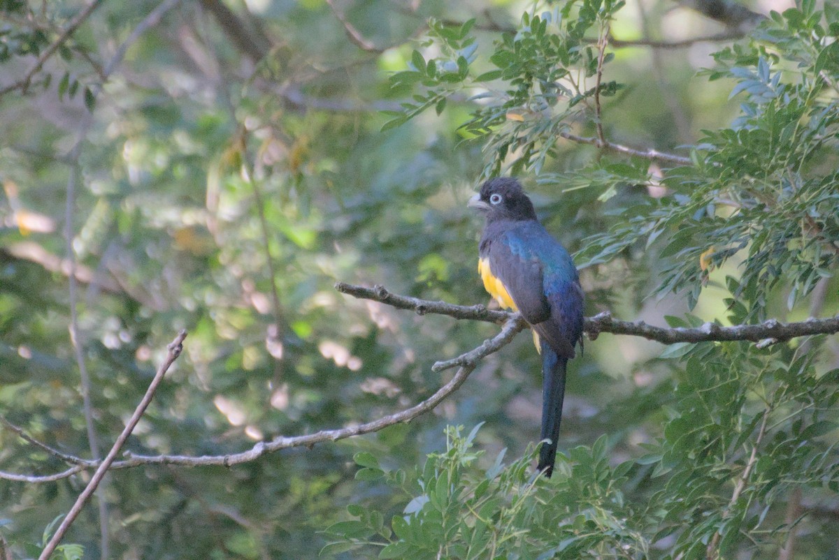 Trogon à tête noire - ML596697681