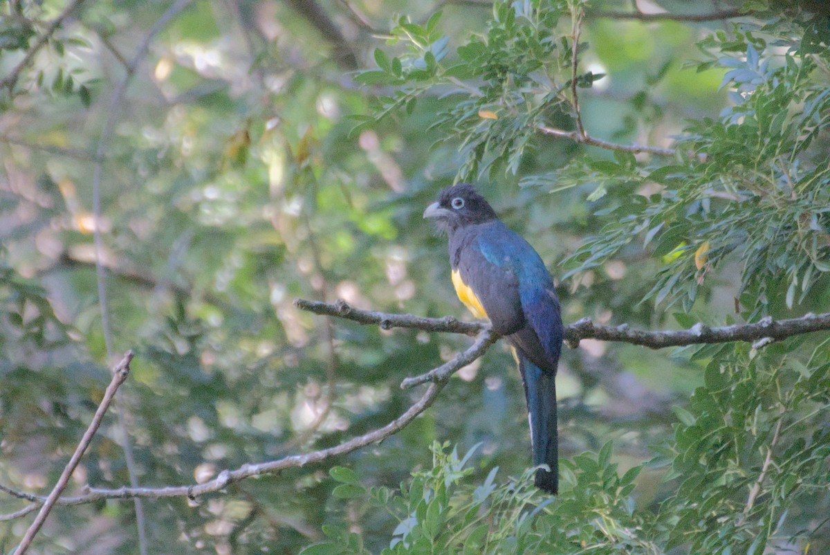 trogon černohlavý - ML596697691