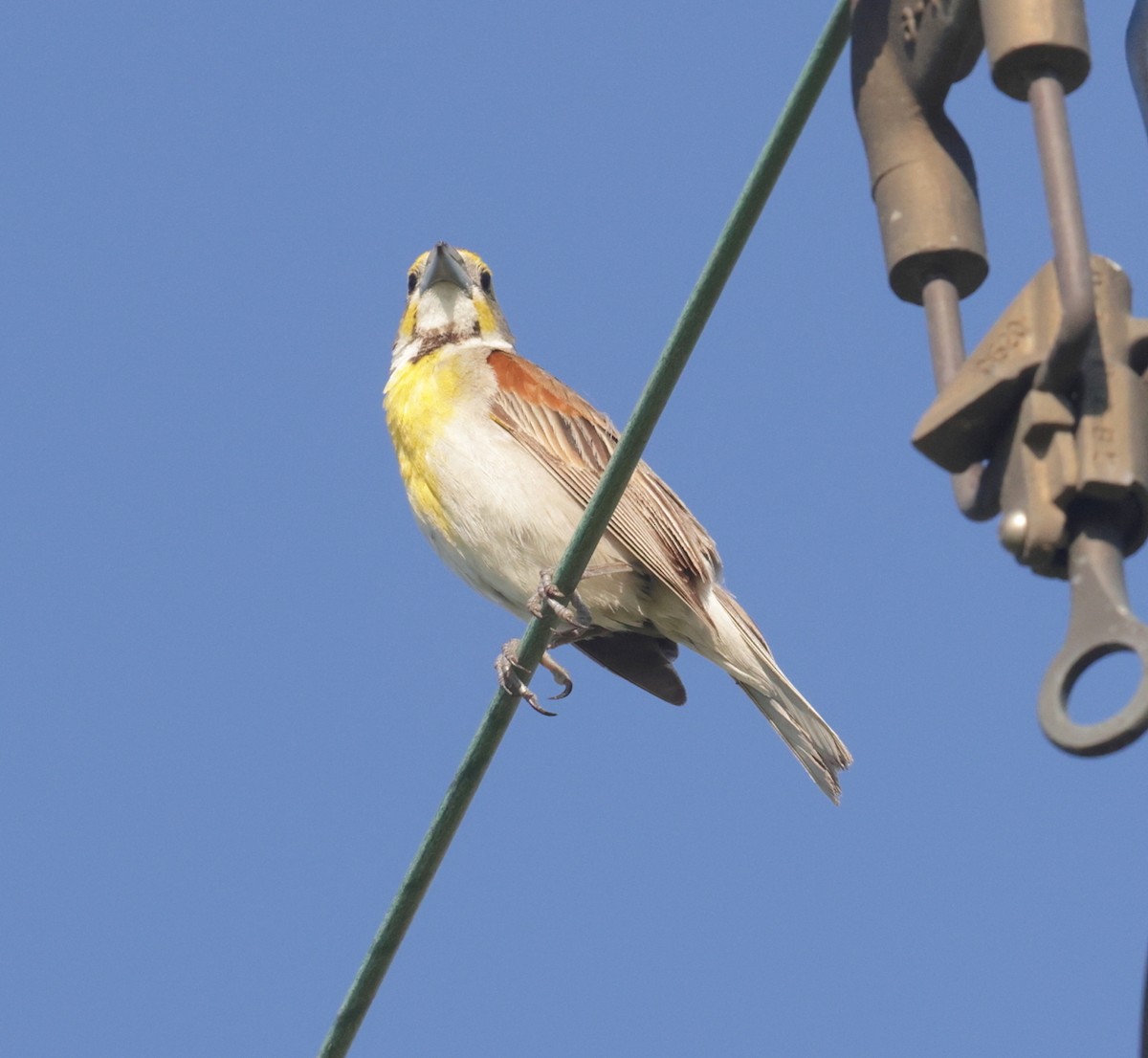 Dickcissel - ML596697801