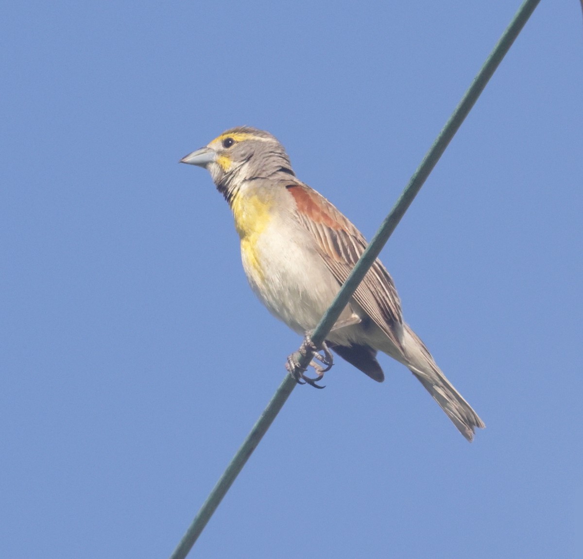 Dickcissel - ML596697811