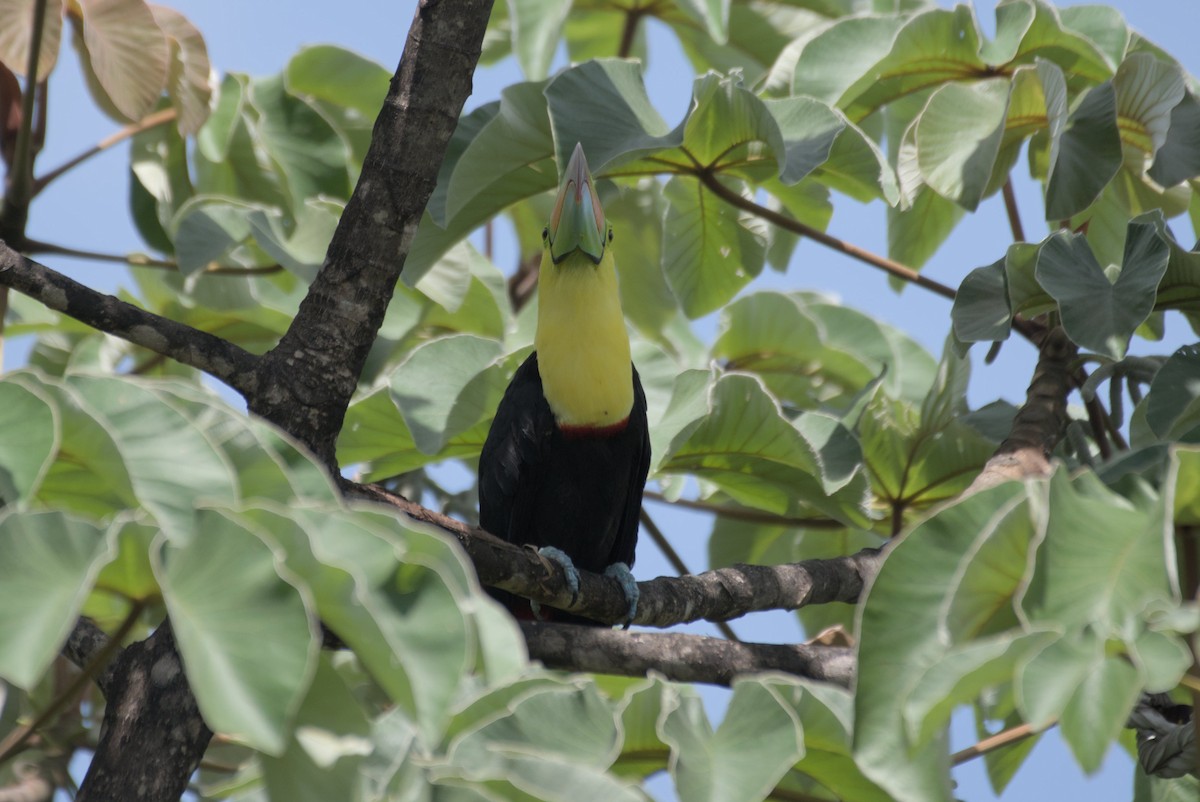 Tucán Piquiverde - ML596697891