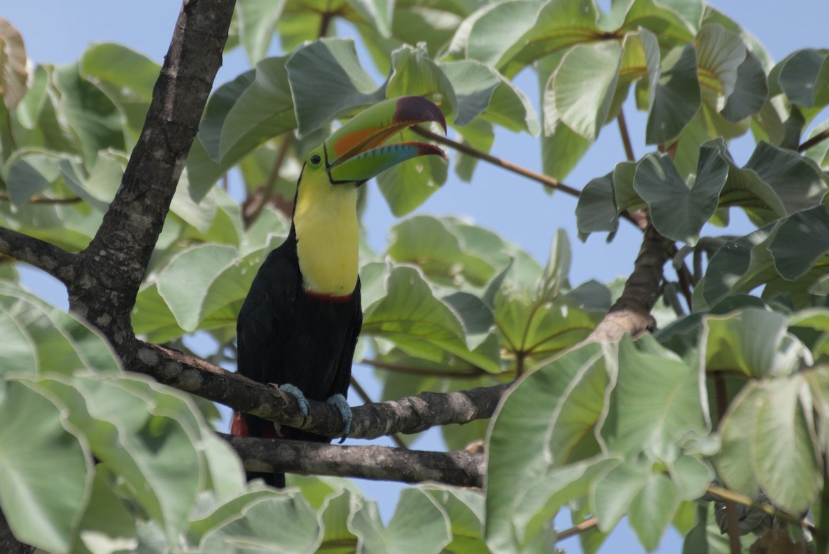 Keel-billed Toucan - ML596697901