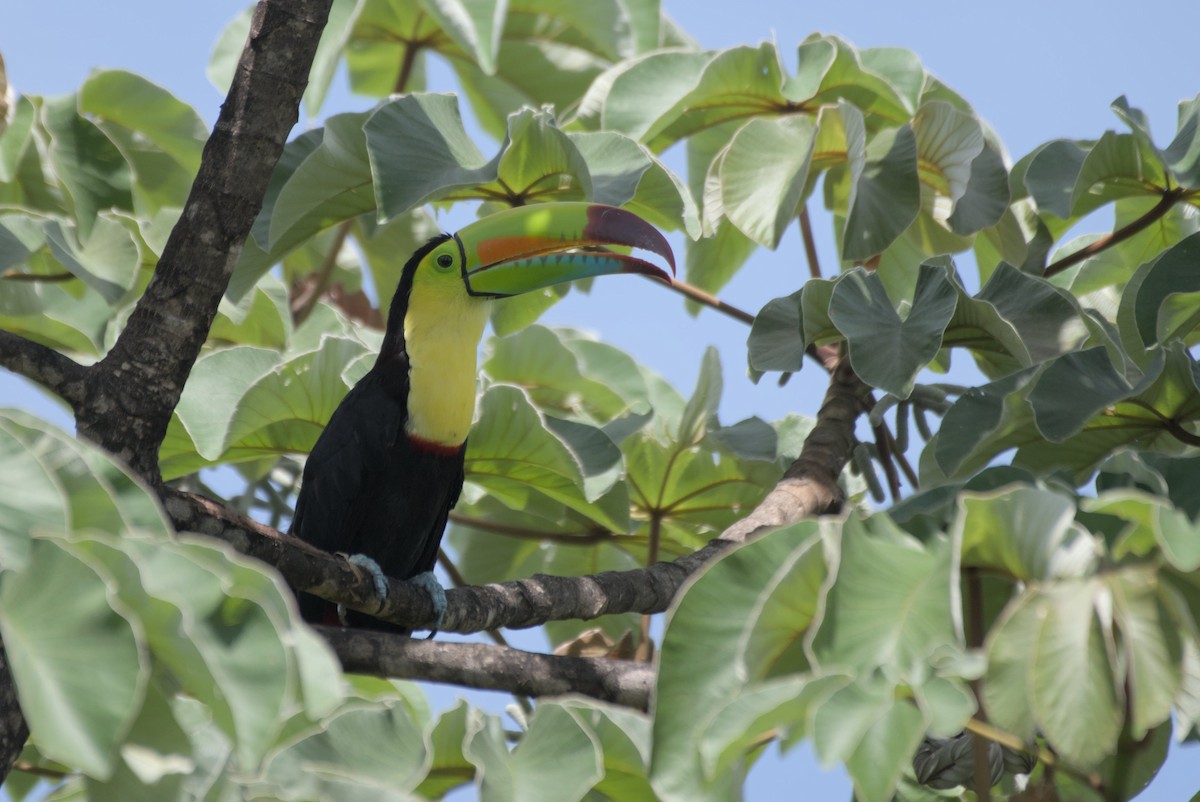 Toucan à carène - ML596697911