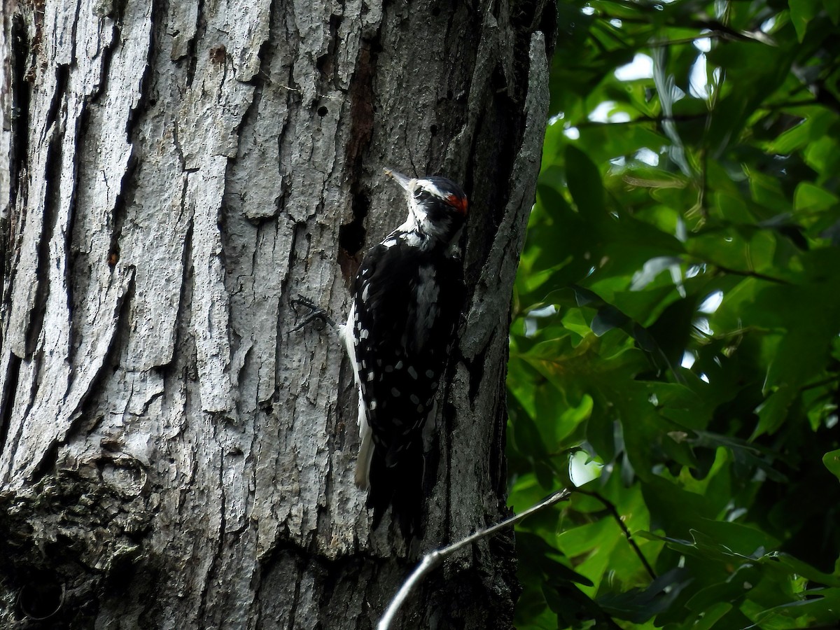 Hairy Woodpecker - ML596698131