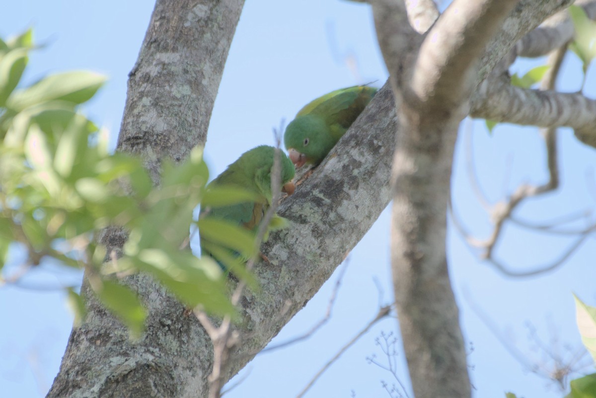 Orange-chinned Parakeet - ML596698151