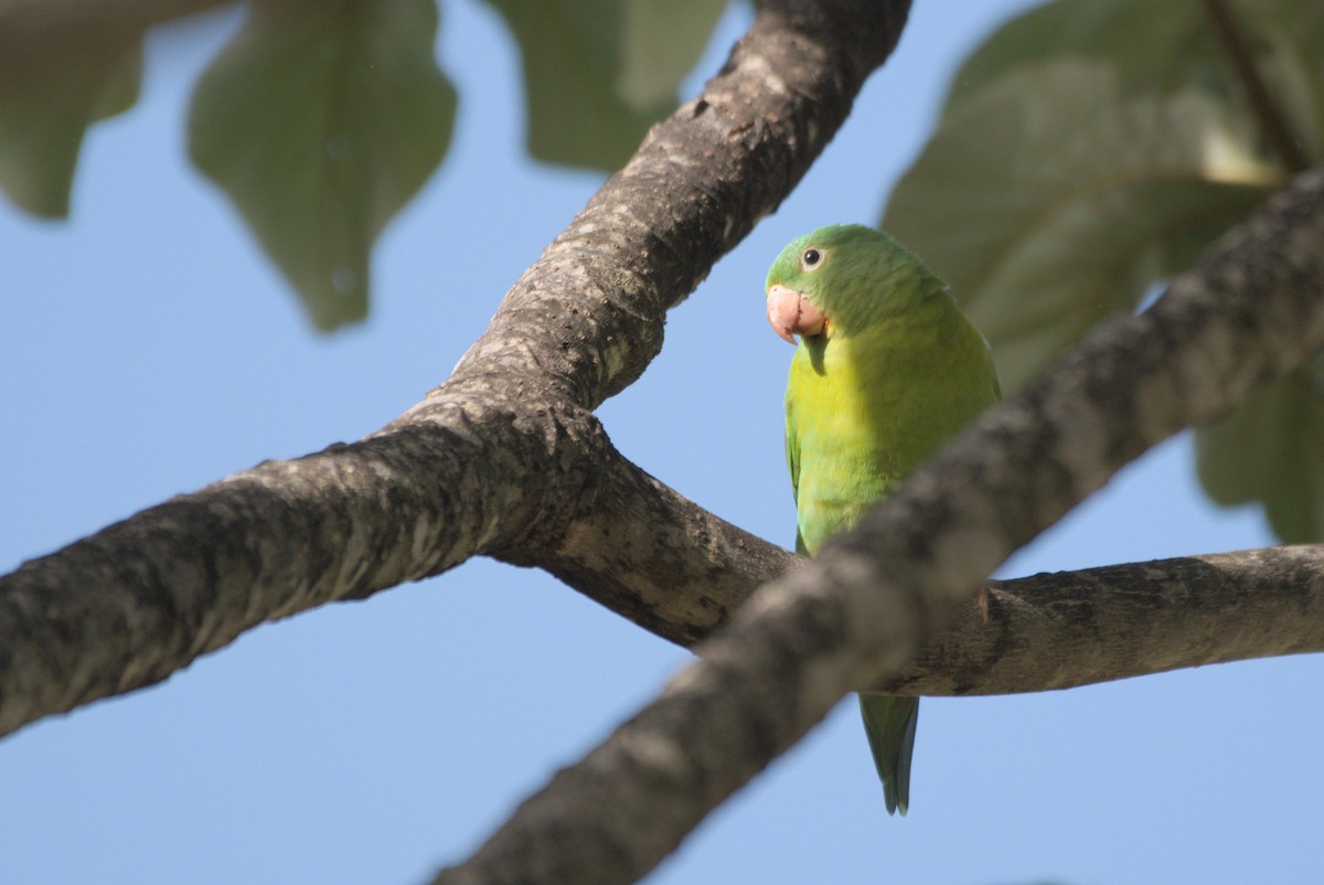 Orange-chinned Parakeet - ML596698161