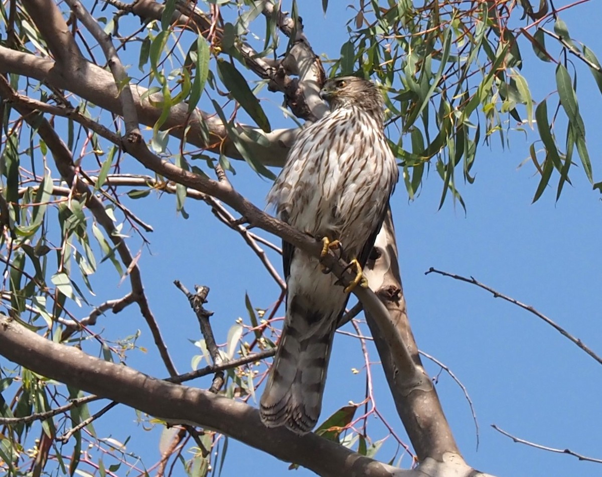 Cooper's Hawk - Uma Sachdeva