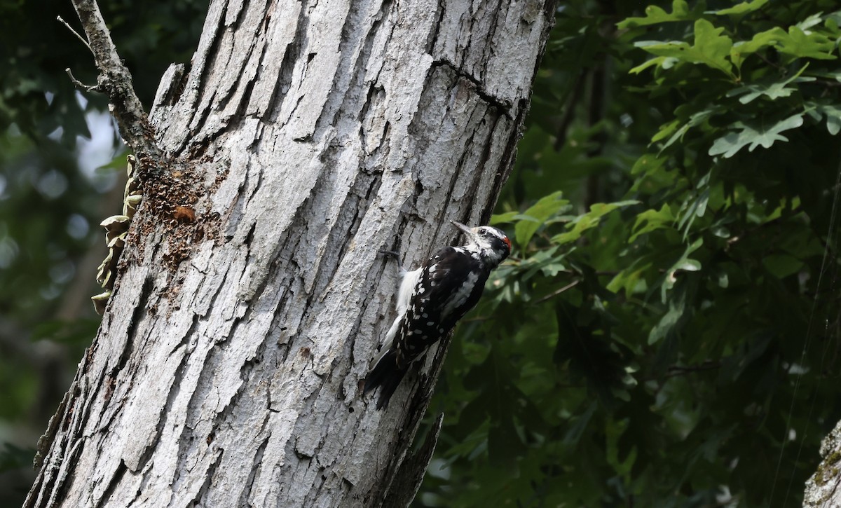 Hairy Woodpecker - ML596698341